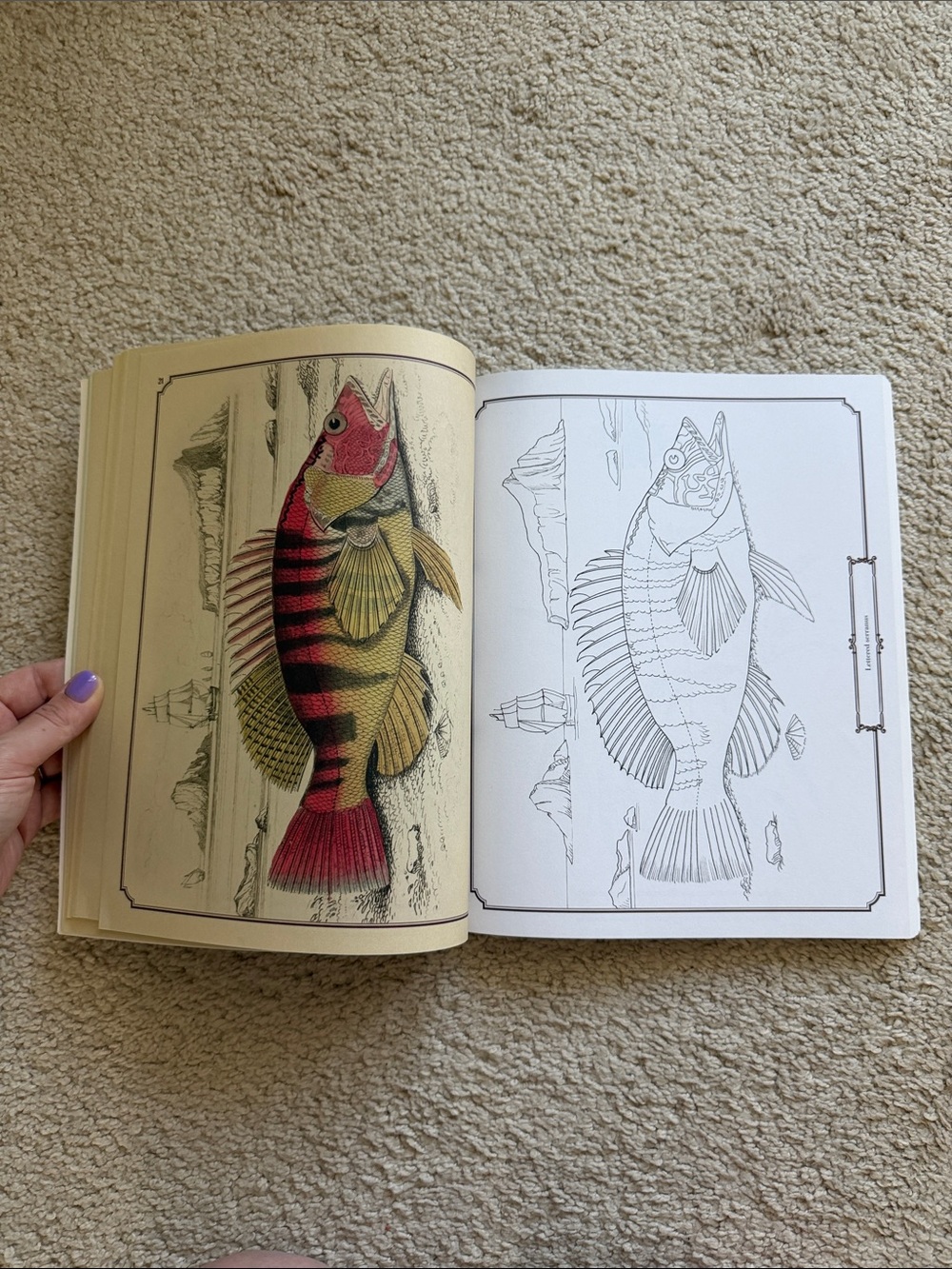 The Beautiful Nature Coloring Book - Picture 5 of 6